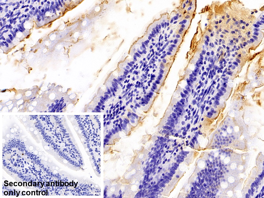 Polyclonal Antibody to Meprin A Alpha (MEP1a)