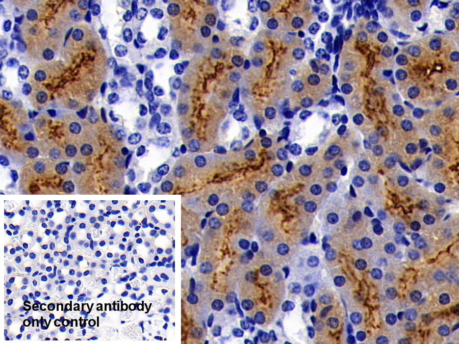 Polyclonal Antibody to Meprin A Alpha (MEP1a)