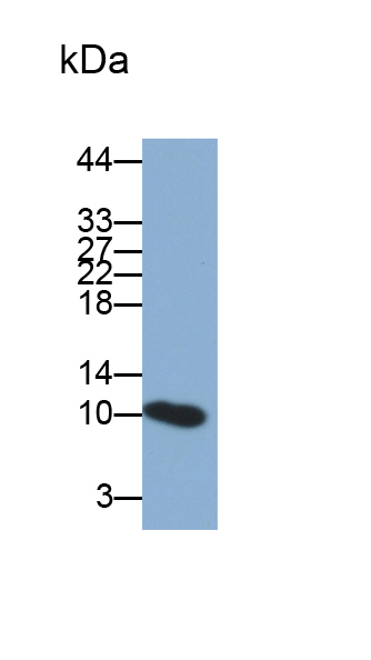 Polyclonal Antibody to Platelet Factor 4 (PF4)