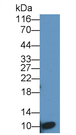 Polyclonal Antibody to Platelet Factor 4 (PF4)