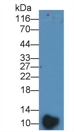 Polyclonal Antibody to Platelet Factor 4 (PF4)