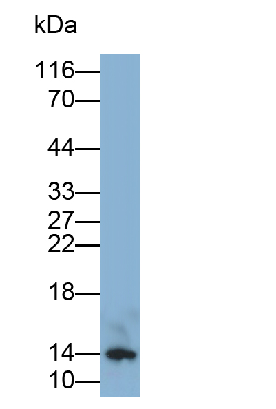 Polyclonal Antibody to Interferon Alpha 4 (IFNa4)