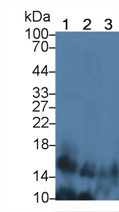 Polyclonal Antibody to Interferon Alpha 4 (IFNa4)