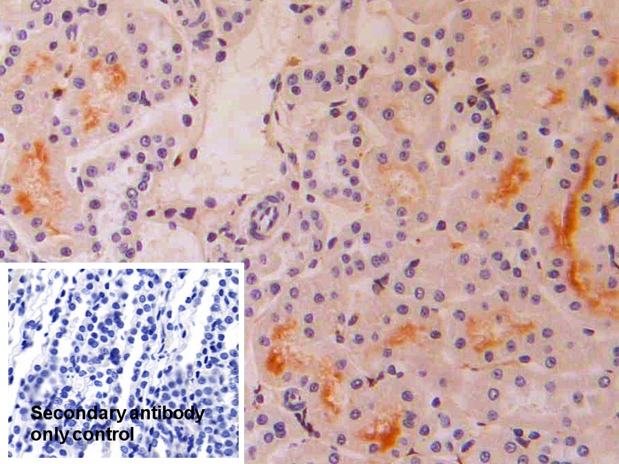 Polyclonal Antibody to Interferon Alpha 4 (IFNa4)