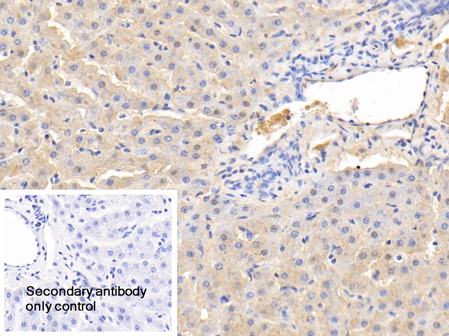 Polyclonal Antibody to Alpha-2-Heremans Schmid Glycoprotein (AHSG)