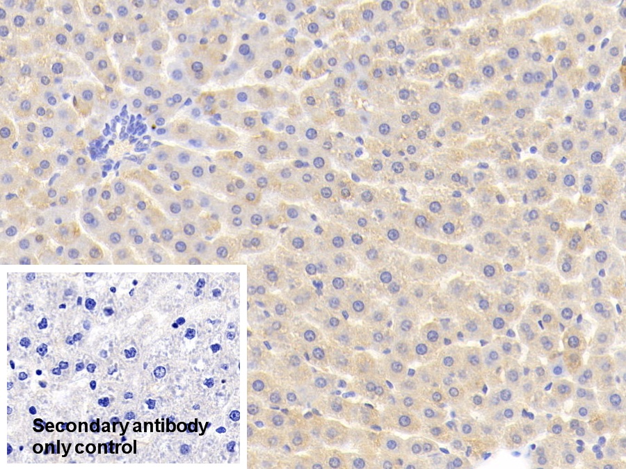 Polyclonal Antibody to Alpha-2-Heremans Schmid Glycoprotein (AHSG)