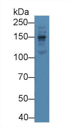 Polyclonal Antibody to Laminin Beta 1 (LAMb1)