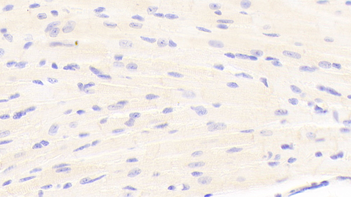 Polyclonal Antibody to Laminin Beta 1 (LAMb1)