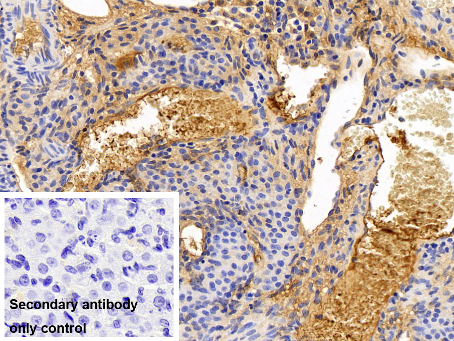 Polyclonal Antibody to Fibrinogen (FG)