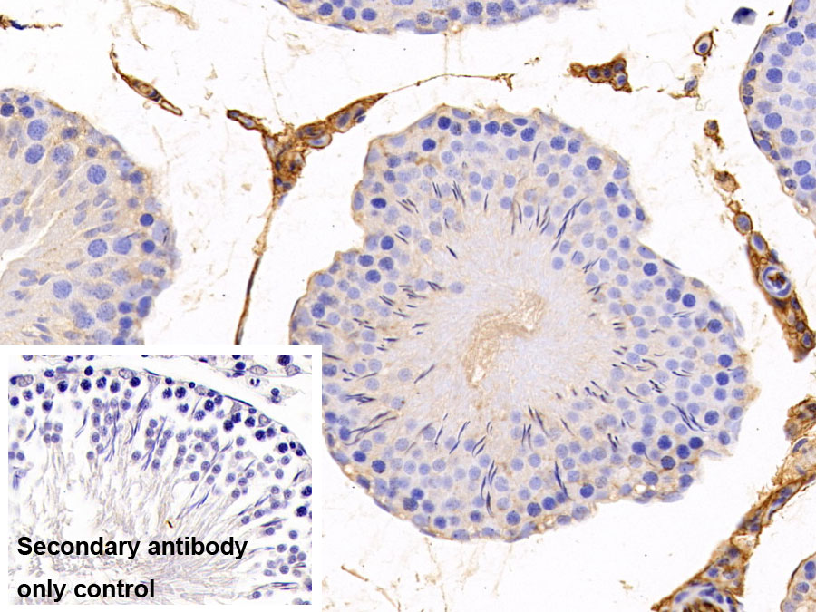 Polyclonal Antibody to Fibrinogen (FG)