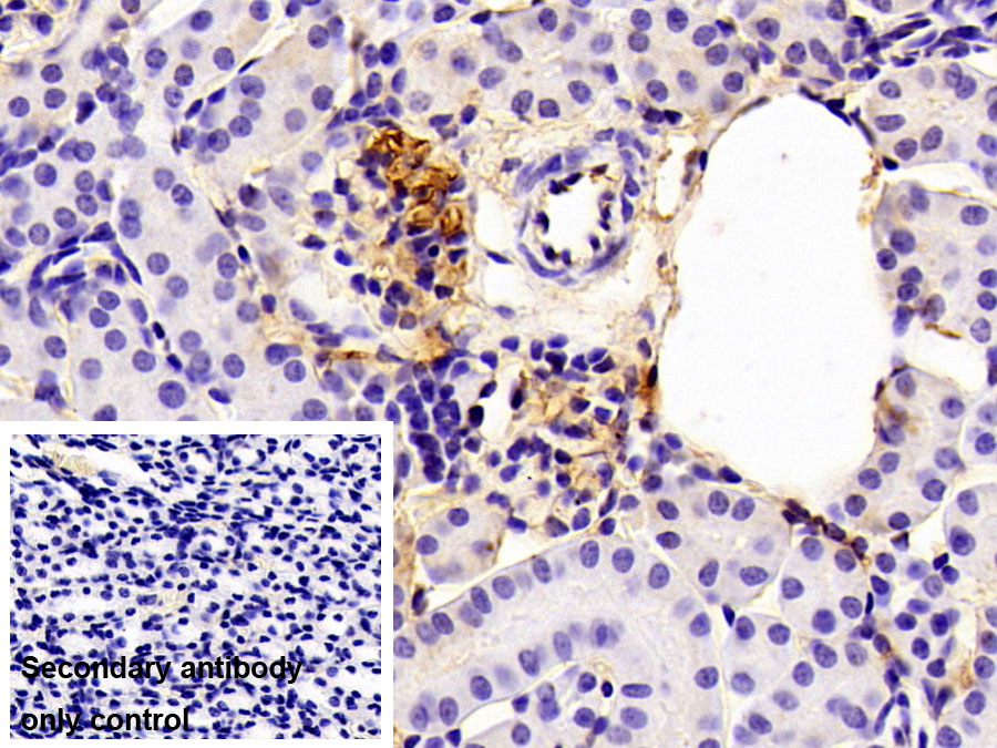 Polyclonal Antibody to Fibrinogen (FG)