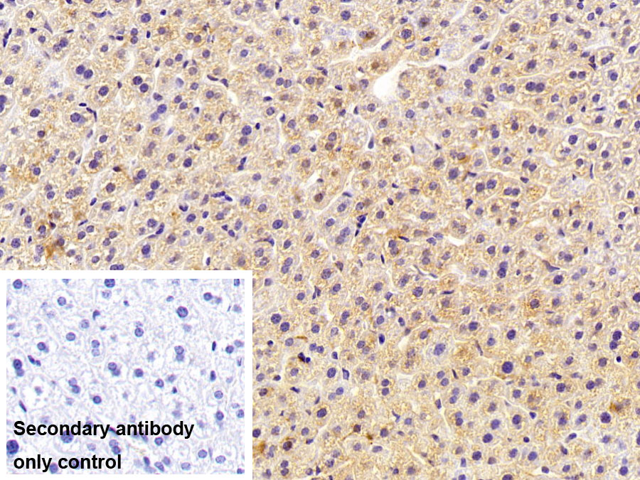 Polyclonal Antibody to Fibrinogen (FG)