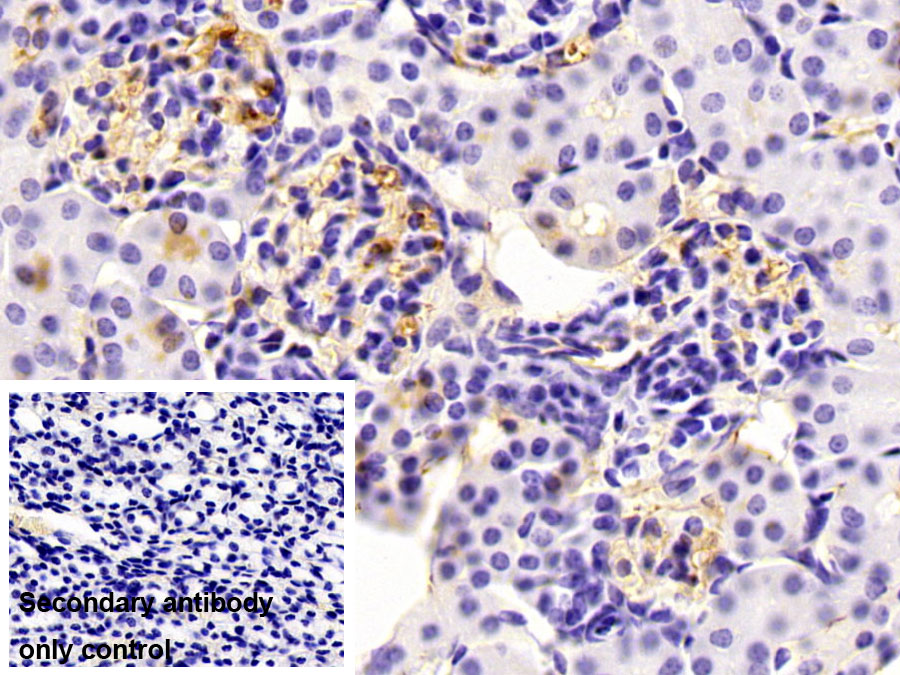 Polyclonal Antibody to Fibrinogen (FG)