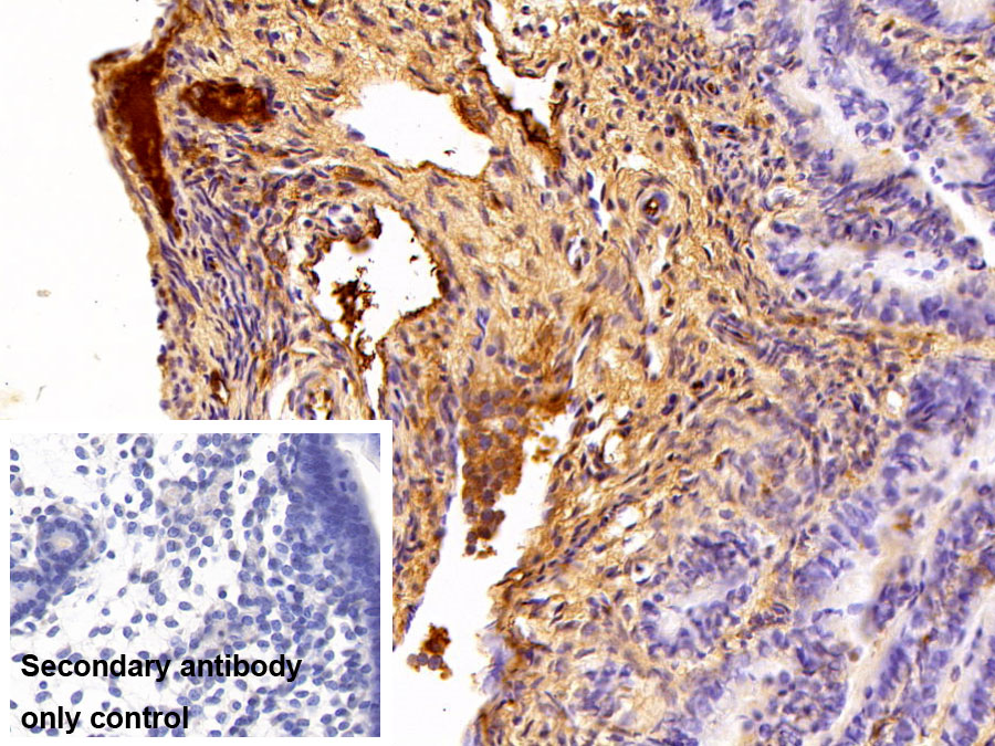 Polyclonal Antibody to Fibrinogen (FG)