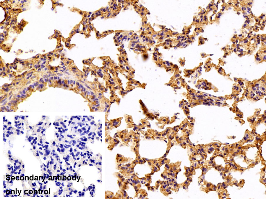 Polyclonal Antibody to Fibrinogen (FG)