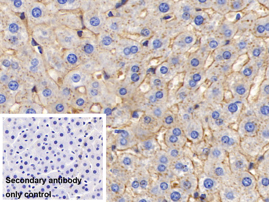 Polyclonal Antibody to Fibrinogen (FG)