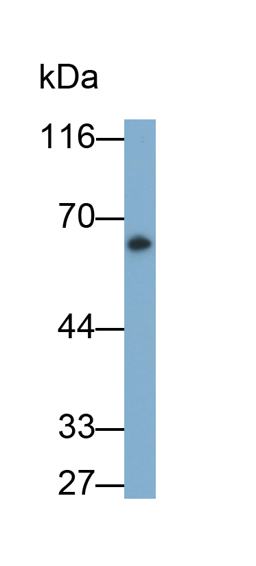 Polyclonal Antibody to Fibrinogen (FG)