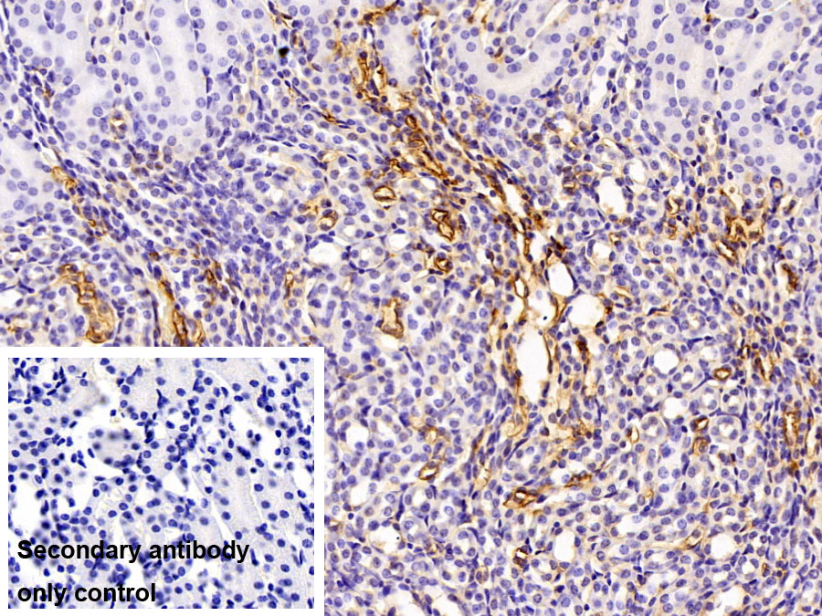 Polyclonal Antibody to Fibrinogen (FG)