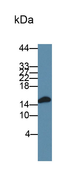 Polyclonal Antibody to Fatty Acid Binding Protein 9, Testis (FABP9)