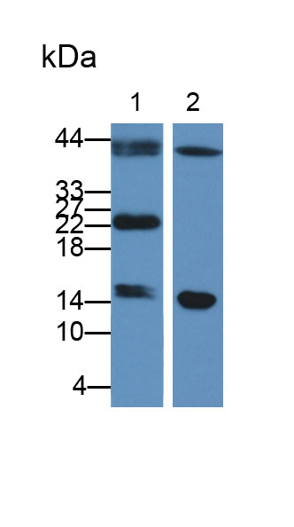 Polyclonal Antibody to Fatty Acid Binding Protein 9, Testis (FABP9)