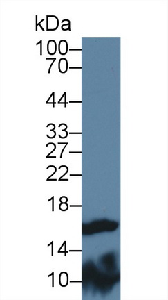 Polyclonal Antibody to Fatty Acid Binding Protein 9, Testis (FABP9)