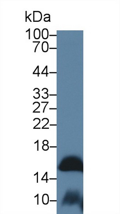 Polyclonal Antibody to Fatty Acid Binding Protein 9, Testis (FABP9)