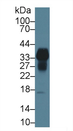 Polyclonal Antibody to Growth Arrest Specific Protein 2 (GAS2)