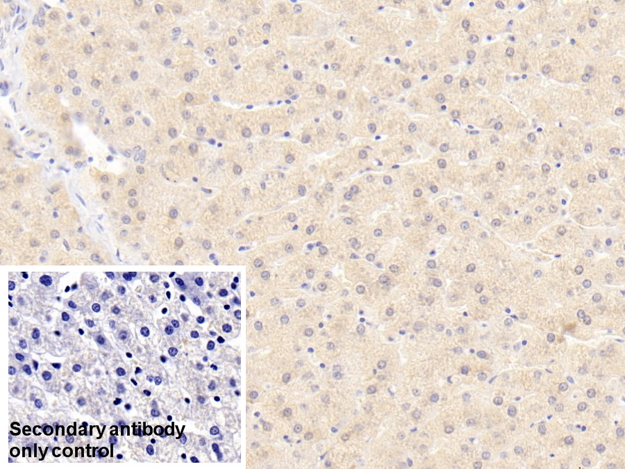 Polyclonal Antibody to Growth Arrest Specific Protein 2 (GAS2)