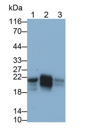 Polyclonal Antibody to Caveolin 1 (CAV1)