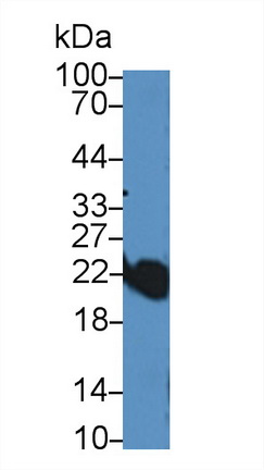 Polyclonal Antibody to Caveolin 1 (CAV1)