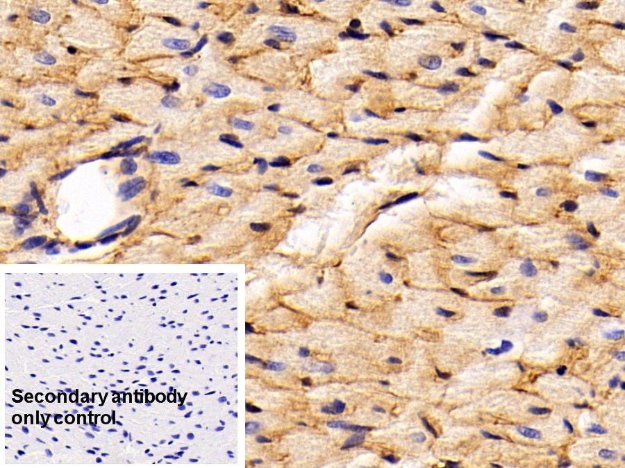 Polyclonal Antibody to Caveolin 1 (CAV1)