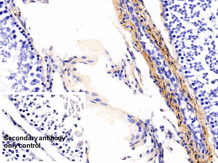 Polyclonal Antibody to Caveolin 1 (CAV1)