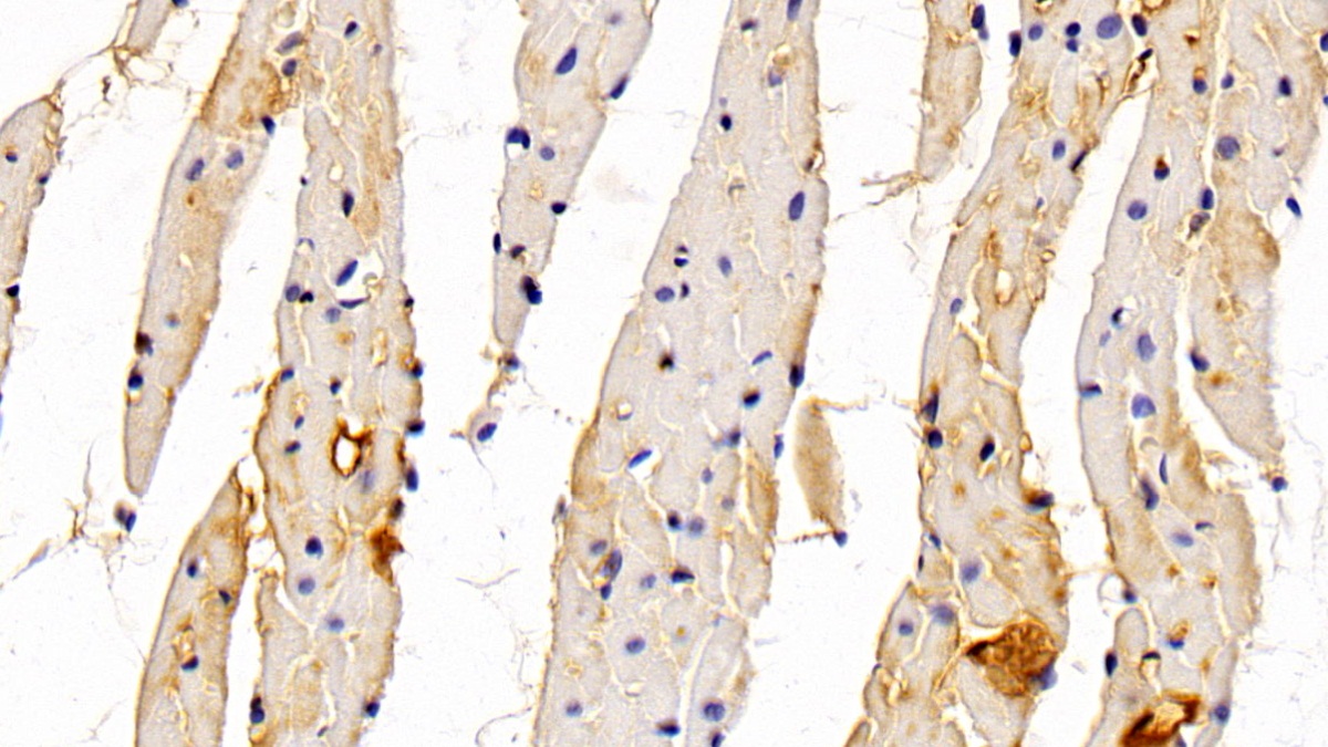 Polyclonal Antibody to Alpha-1-Microglobulin (a1M)