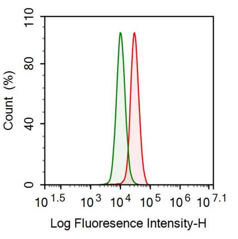 Polyclonal Antibody to Transforming Growth Factor Beta 2 (TGFb2)