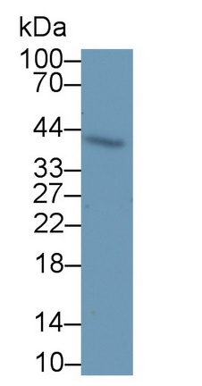 Polyclonal Antibody to Prostaglandin E Receptor 1 (EP1)