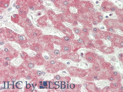 Polyclonal Antibody to Interferon Beta (IFNb)