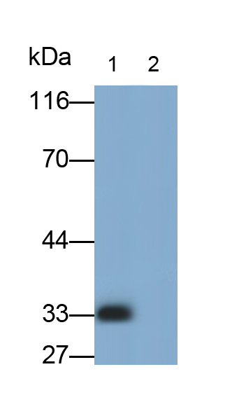 Polyclonal Antibody to Interferon Beta (IFNb)