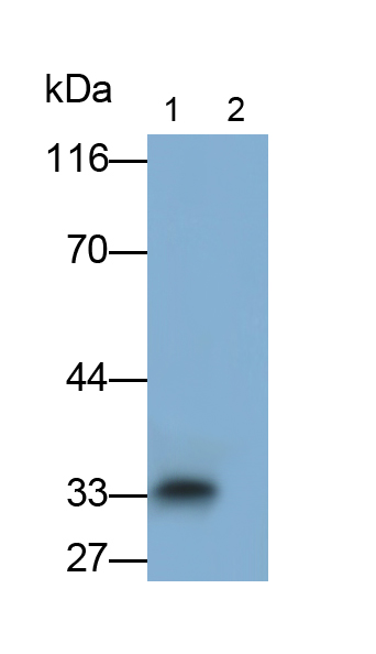 Polyclonal Antibody to Interferon Beta (IFNb)