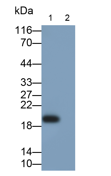 Polyclonal Antibody to Interferon Beta (IFNb)