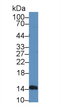 Polyclonal Antibody to Interferon Beta (IFNb)