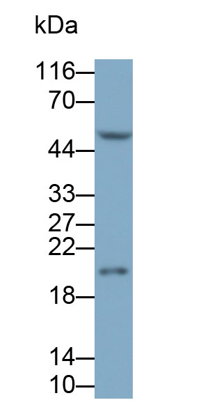 Polyclonal Antibody to Interleukin 1 Receptor Antagonist (IL1RA)