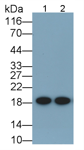 Polyclonal Antibody to Atrial Natriuretic Peptide (ANP)