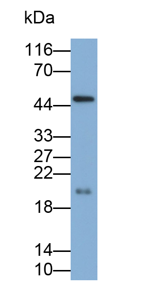 Polyclonal Antibody to Atrial Natriuretic Peptide (ANP)