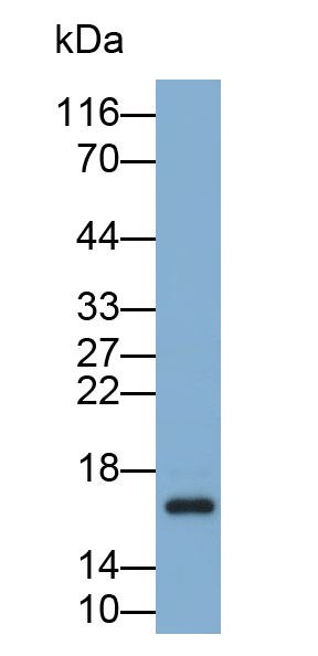 Polyclonal Antibody to Atrial Natriuretic Peptide (ANP)