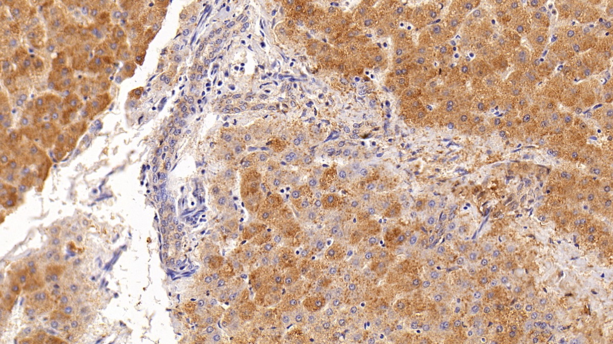 Polyclonal Antibody to Cyclophilin B (CYPB)