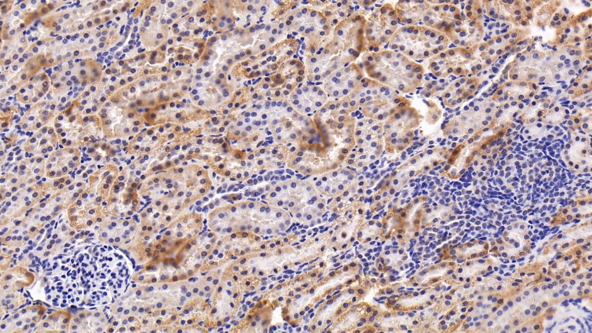 Polyclonal Antibody to Cyclophilin B (CYPB)