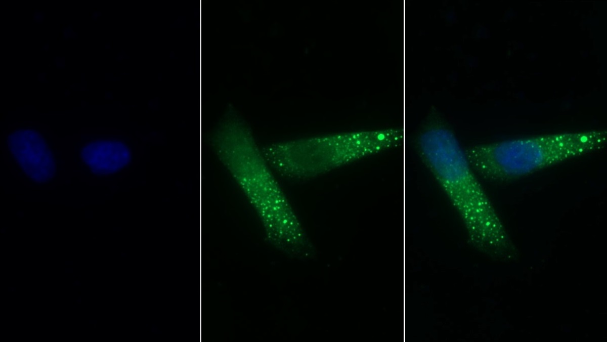 Polyclonal Antibody to Cyclophilin B (CYPB)