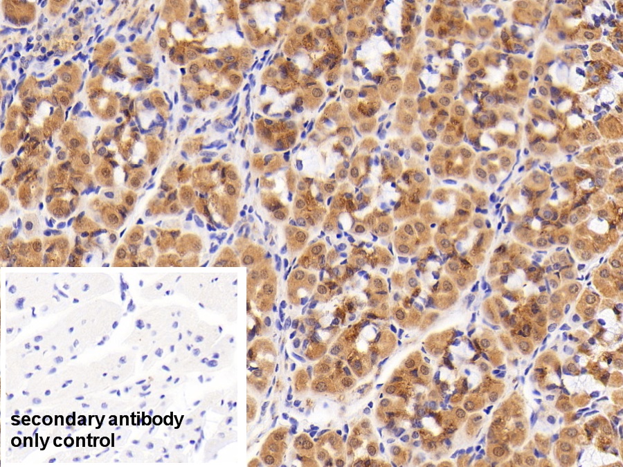 Polyclonal Antibody to Cyclophilin B (CYPB)