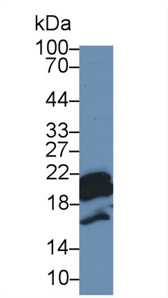 Polyclonal Antibody to Cyclophilin B (CYPB)