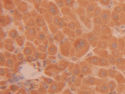 Polyclonal Antibody to Cyclophilin B (CYPB)